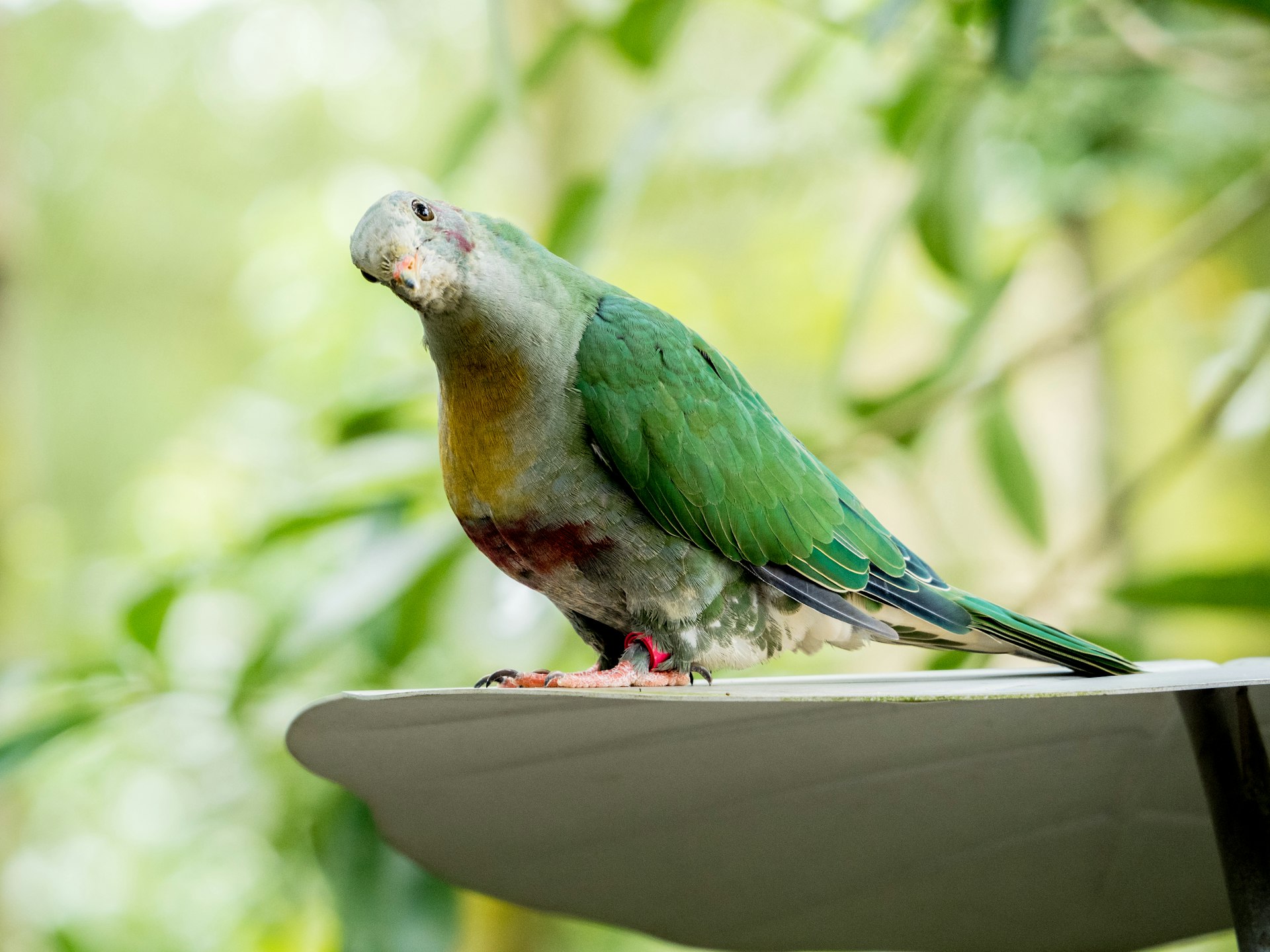 Green parrot with grey head on a perch.